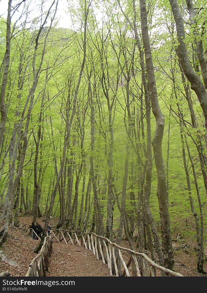 A view from inside the woods in the national park of Abruzzo