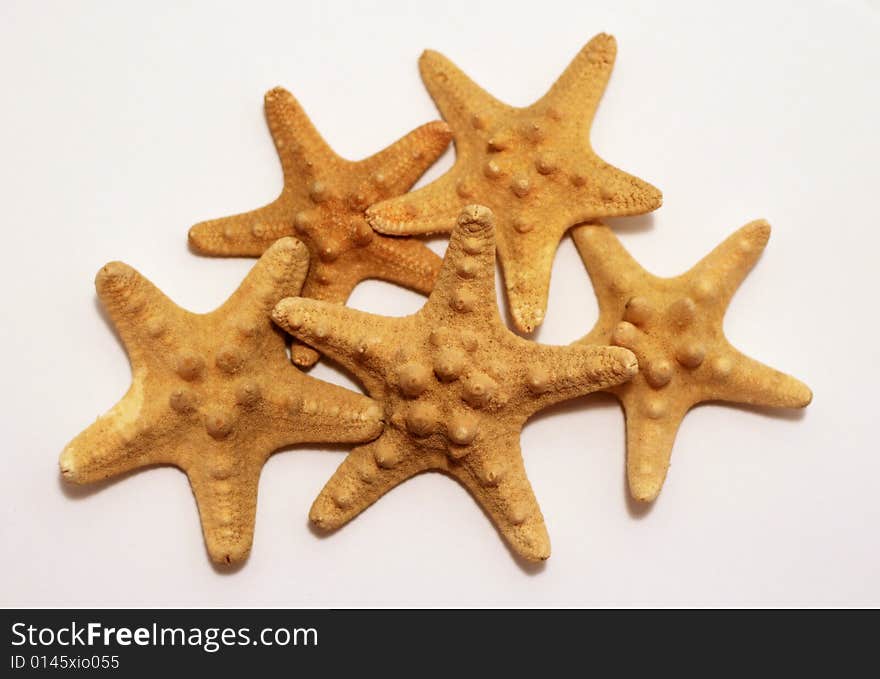 Cute starfishes are living sea organisms.