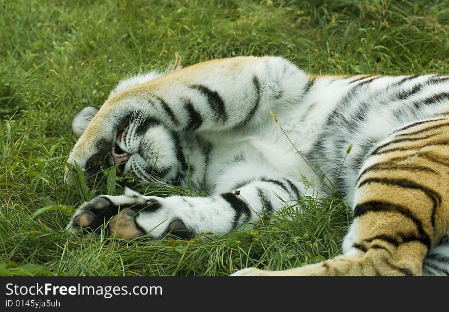 A tiger sleeping on grass with a leg over it's eyes. A tiger sleeping on grass with a leg over it's eyes