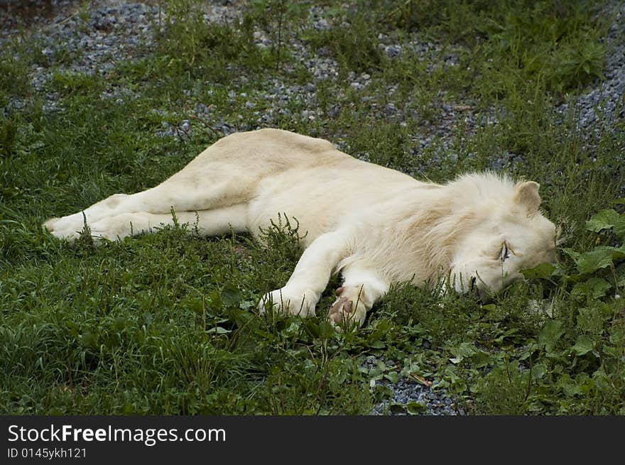 A male white lion sleeping on the grass. A male white lion sleeping on the grass