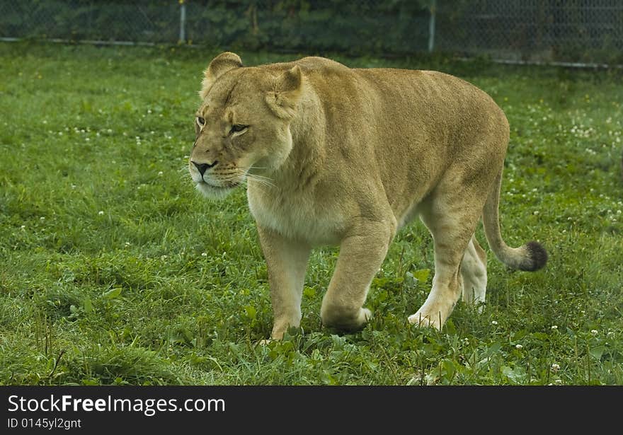 Walking lioness