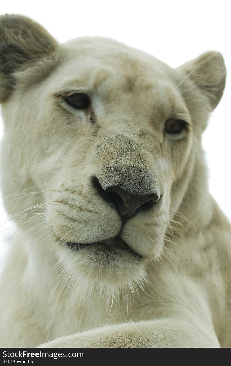 White lioness