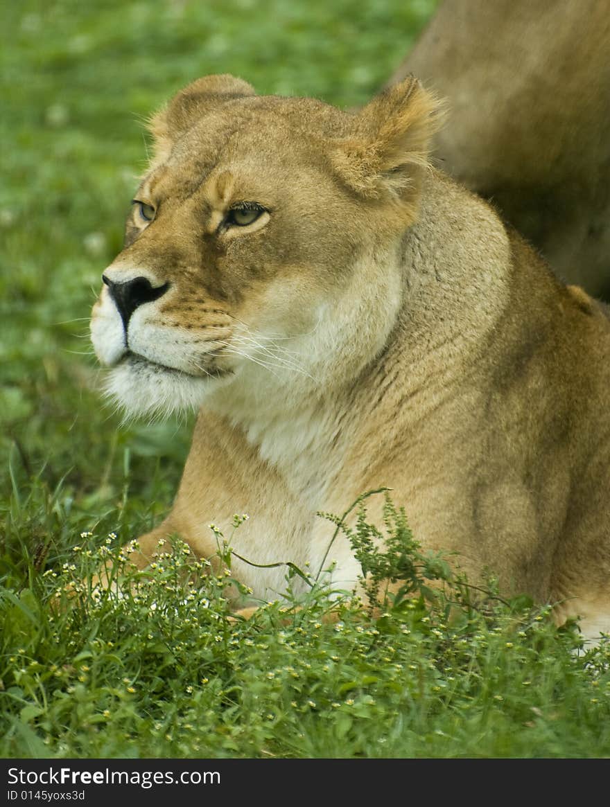 Young lioness