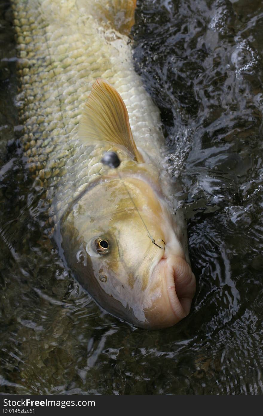 Fishing for suckers