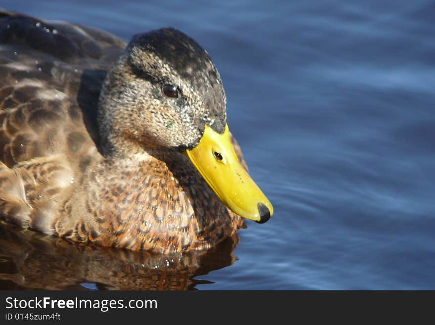 Thoughtful duck in the water