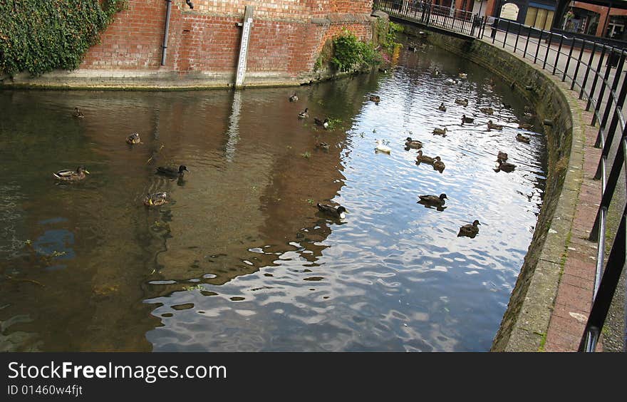 Ducks in town river