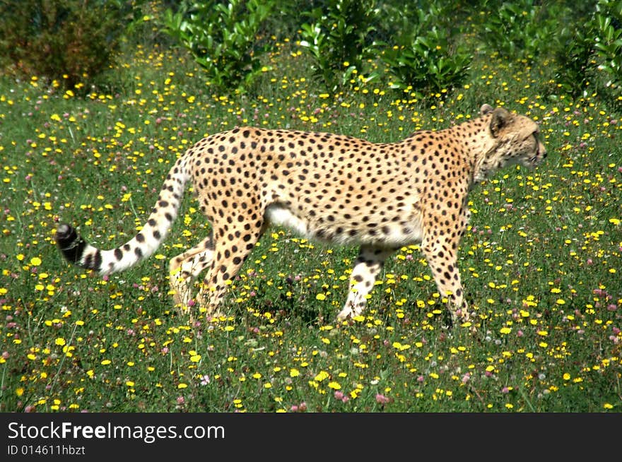 Cheetah