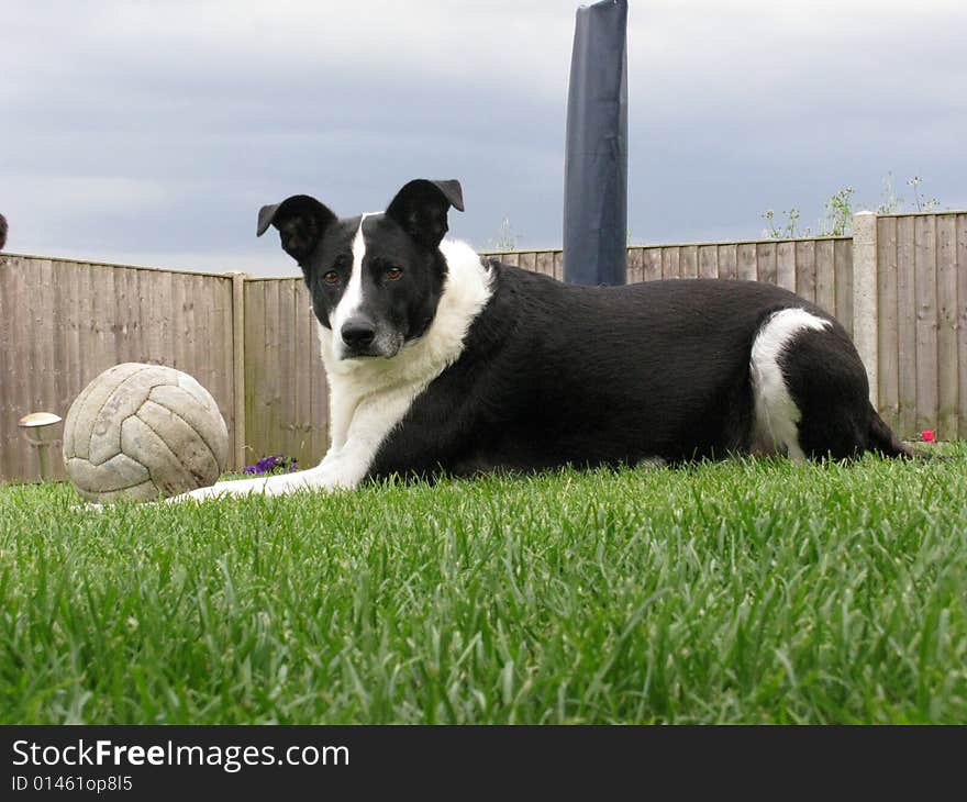 Nosey B/W Dog with ball