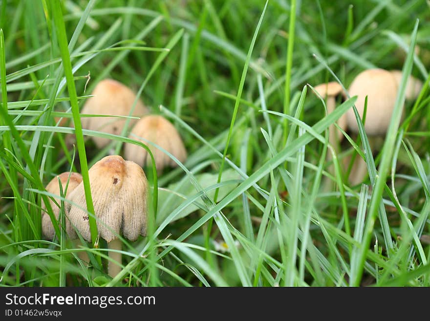 Toxic mushrooms growing in grass field. Toxic mushrooms growing in grass field