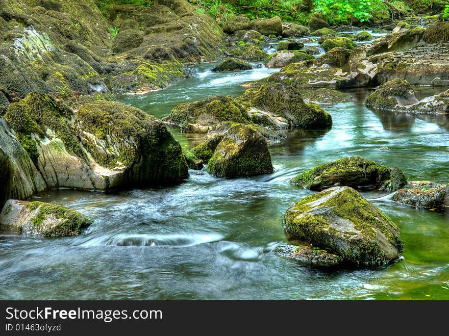 Amazing green, lush forest scene. Amazing green, lush forest scene