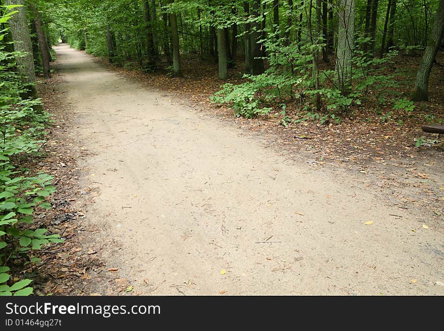 Path in a forest