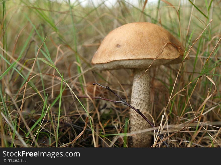 Single Boletus In A Forest