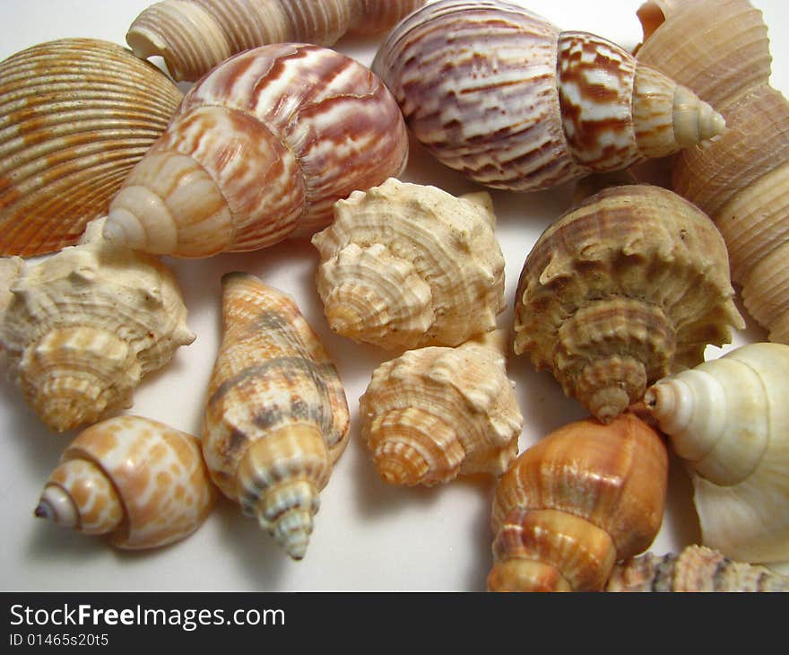 An arrangement of various seashells on a white background