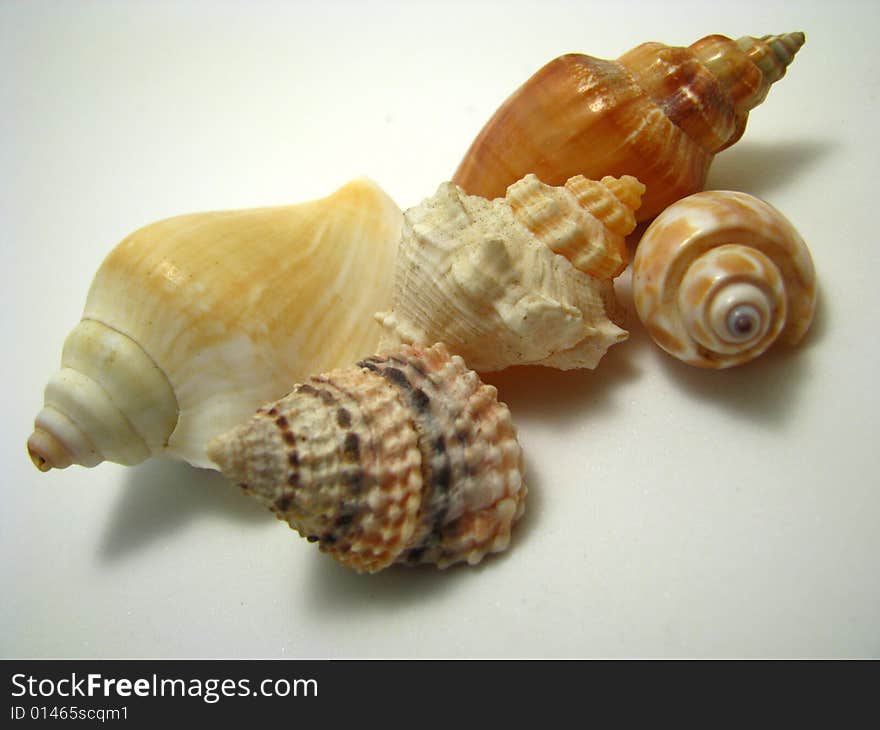 An arrangement of various seashells on a white background