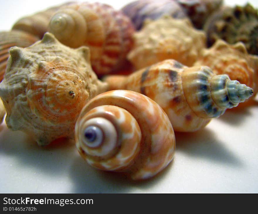 An arrangement of various seashells on a white background