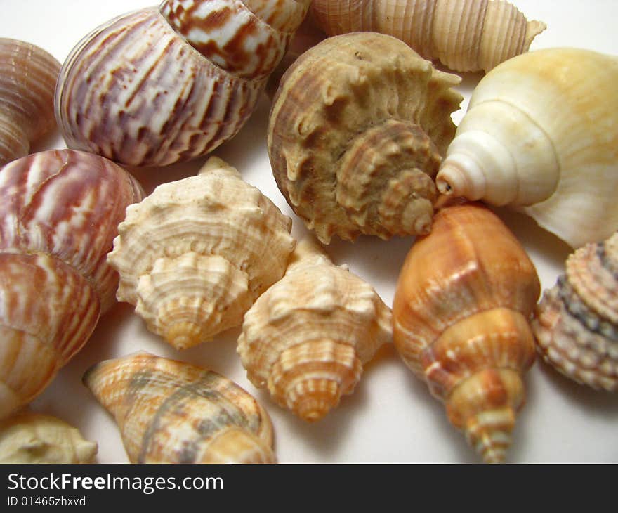 An arrangement of various seashells on a white background