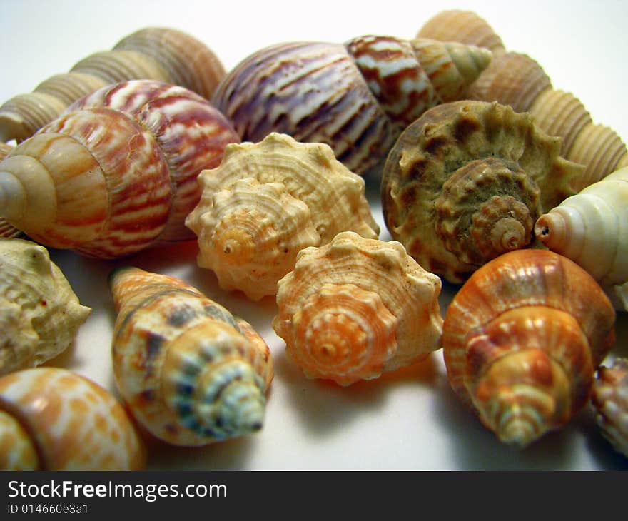 An arrangement of various seashells on a white background