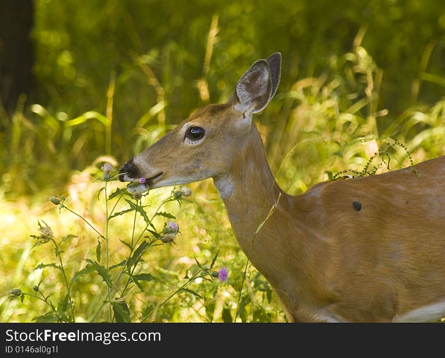 Profile of a deer eating grass on a sunny day. Profile of a deer eating grass on a sunny day.