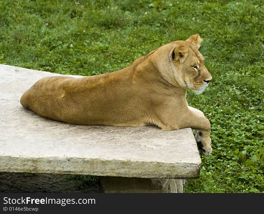 Lioness on stone