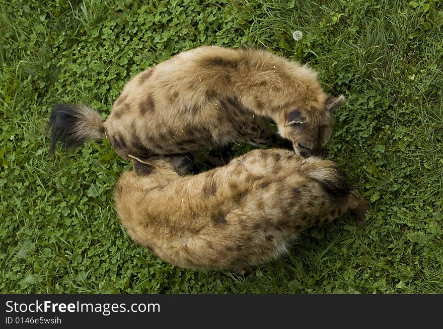 Two hyena smelling each other with hostile attitude