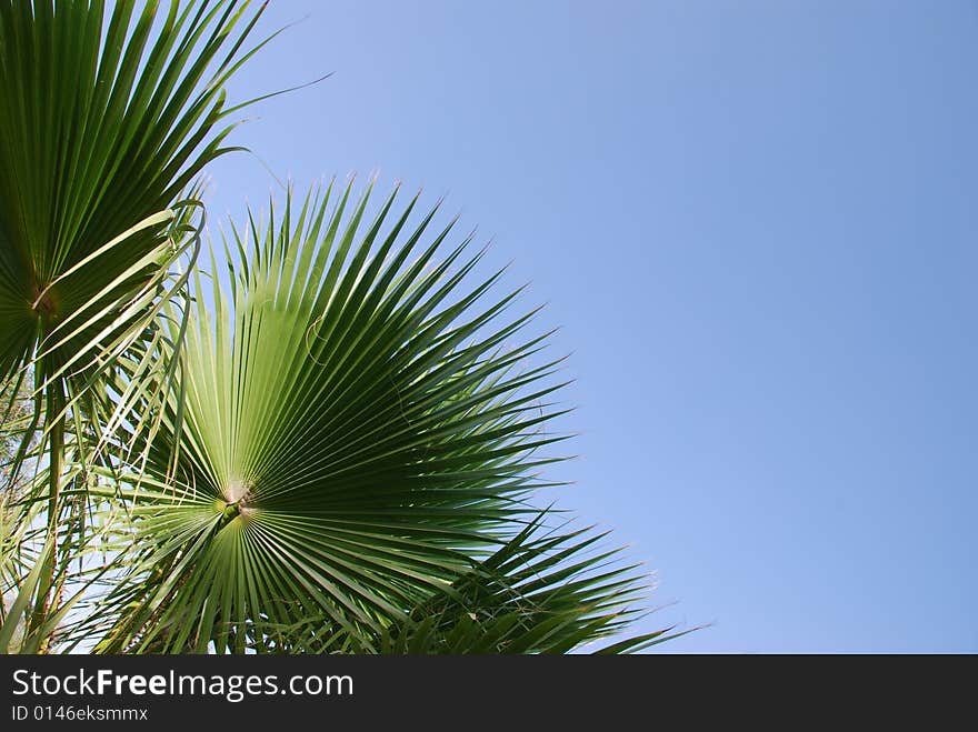 Palm leaves on a background of the blue sky. Palm leaves on a background of the blue sky