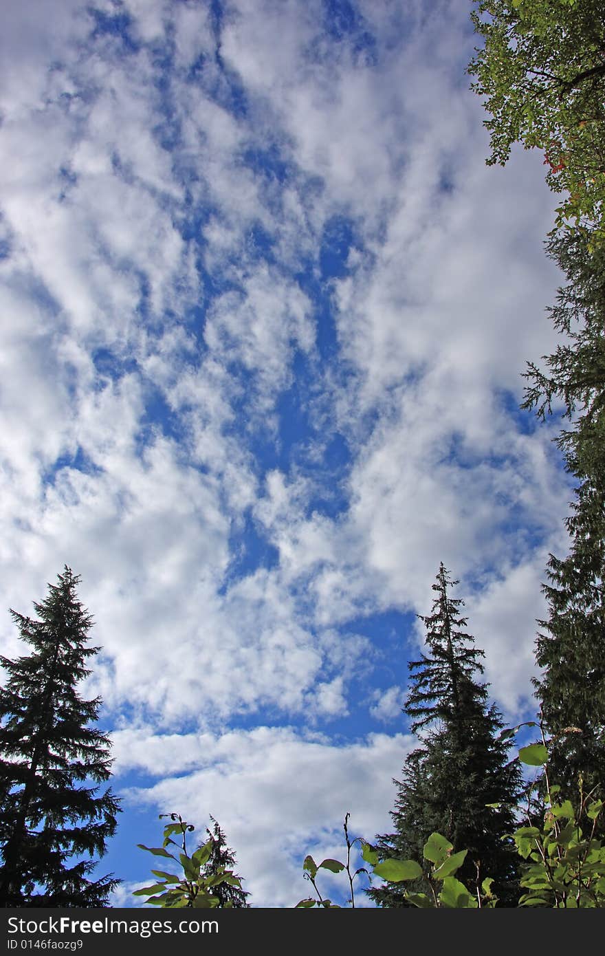 Wide angle shot looking up with trees and sky and clouds. Wide angle shot looking up with trees and sky and clouds