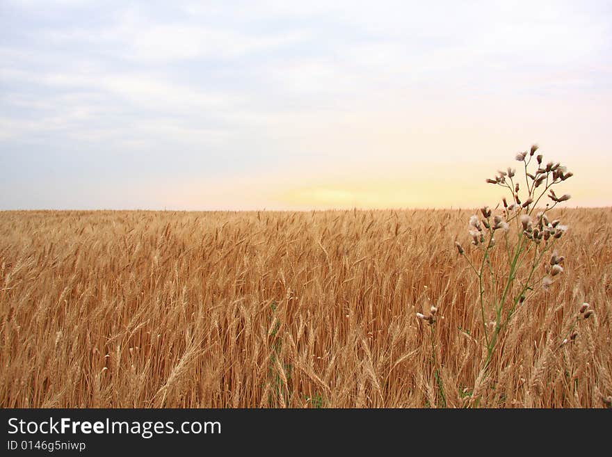 Wheat Field With Sunset