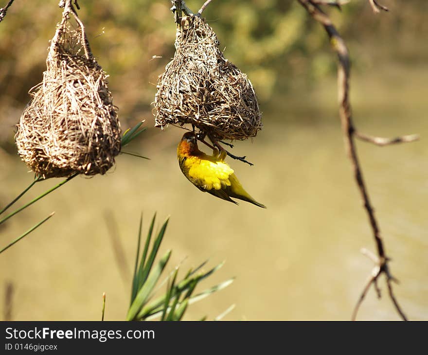 Cape Weaver