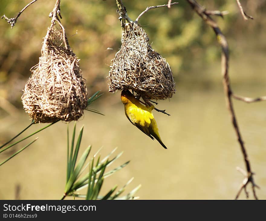 Cape Weaver