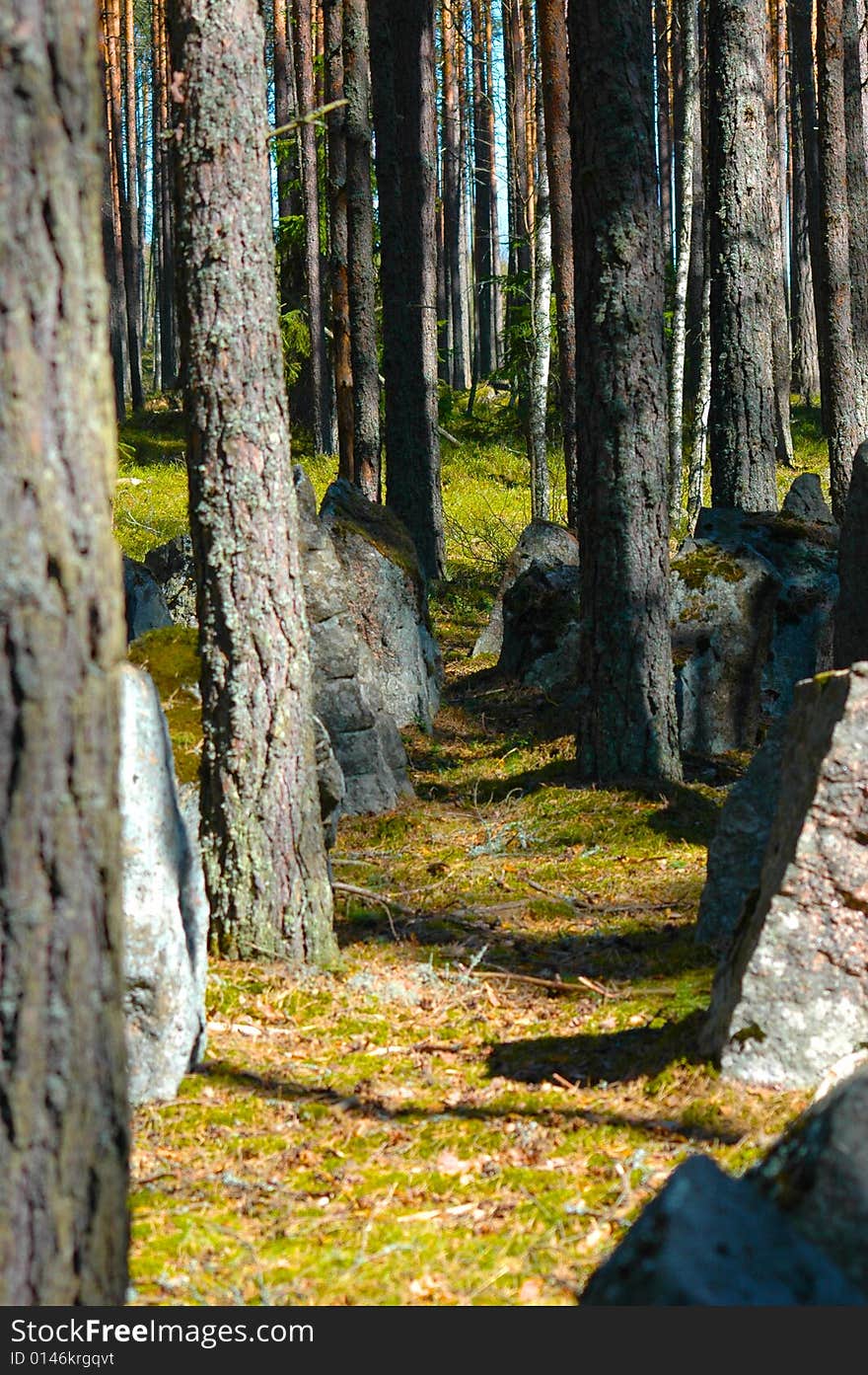 Forest path among trees and stone