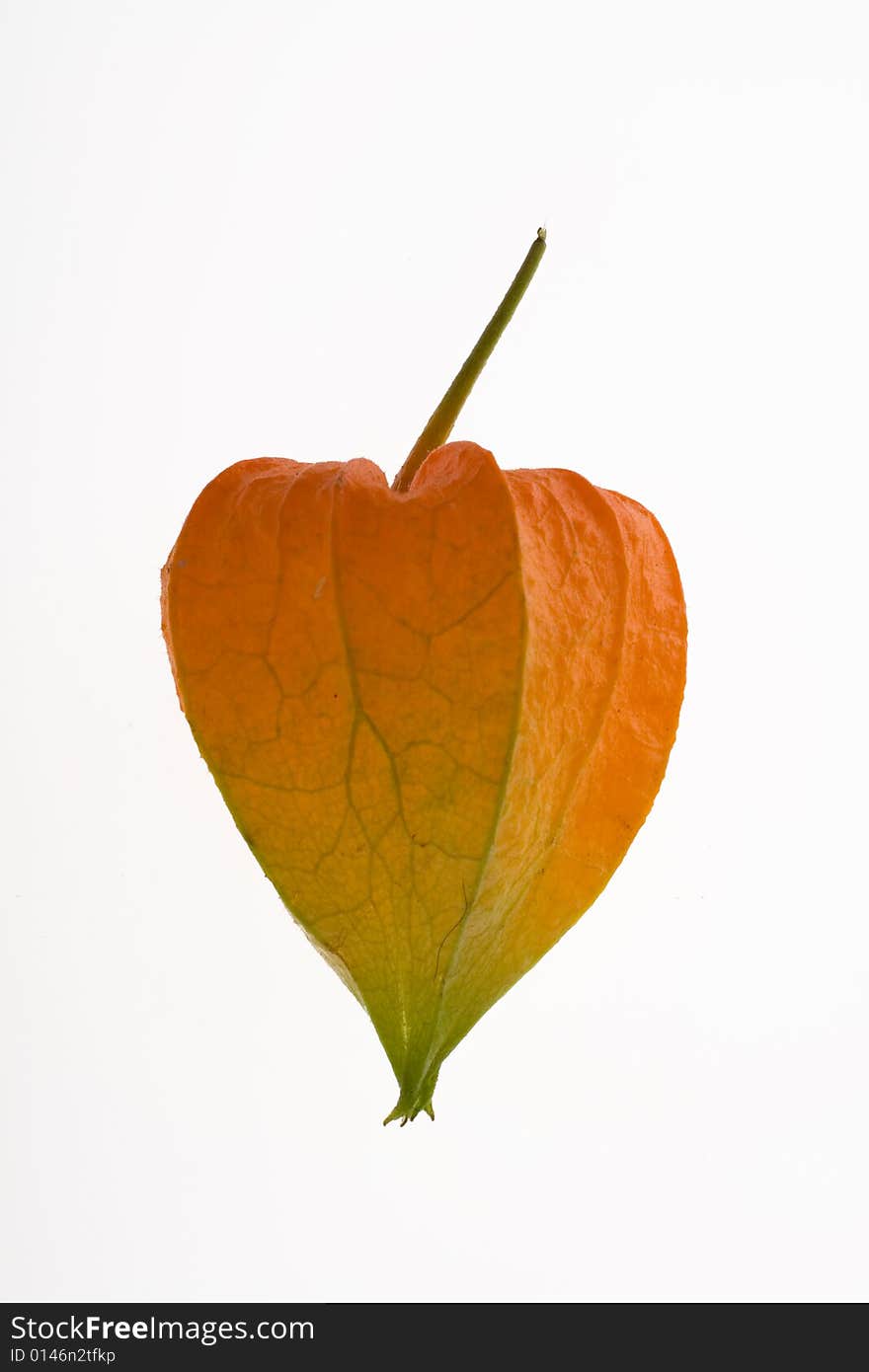 Orange Physalis