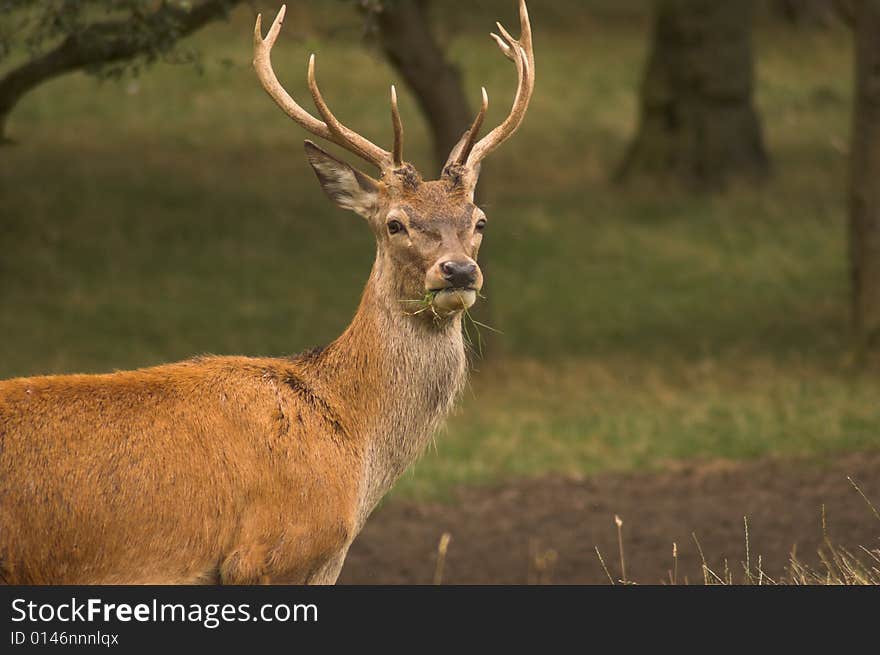 Male deer