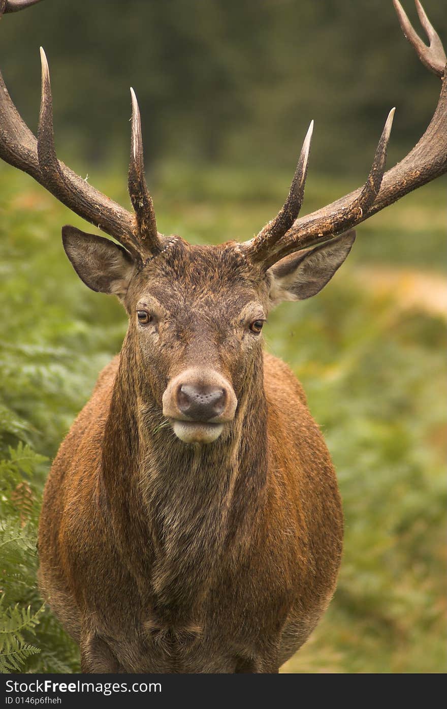 Male deer