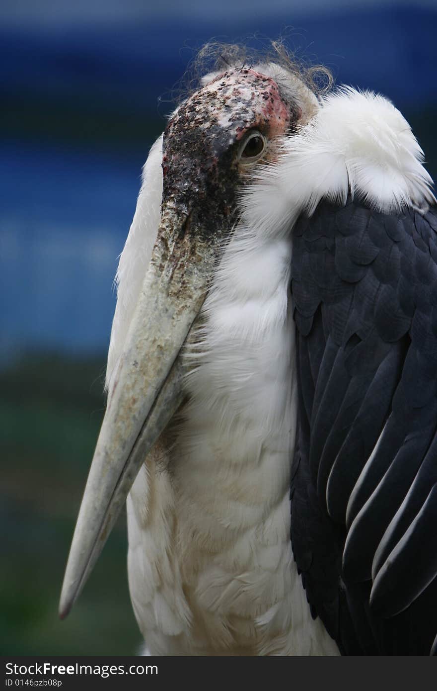 Big bird from africa in beijing zoo