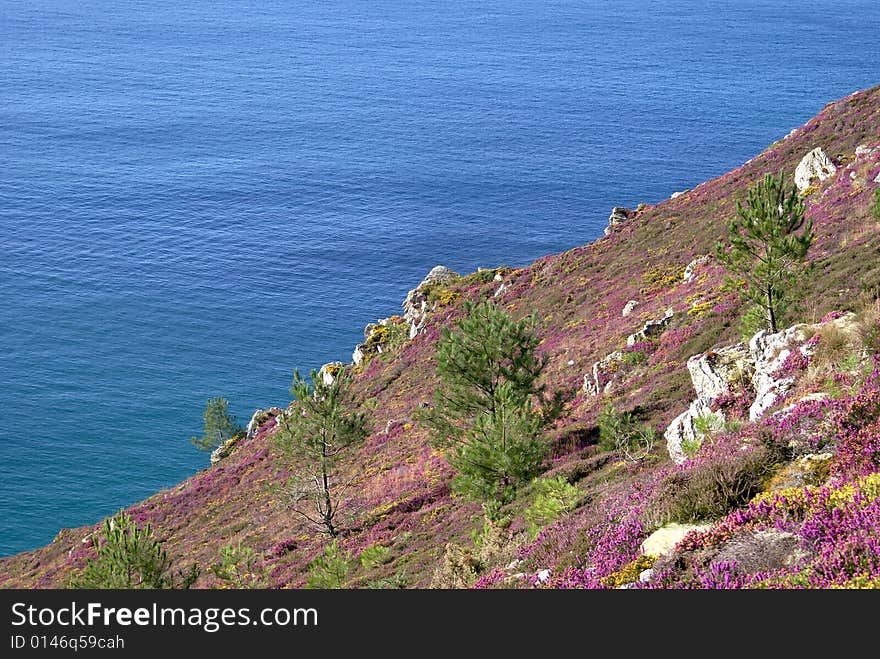 Landscape from Brittany : colored vegetation located at le cap de la chèvre. Landscape from Brittany : colored vegetation located at le cap de la chèvre