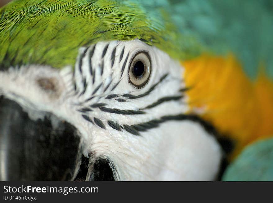 Close up of a blue and yellow parrots eye. Close up of a blue and yellow parrots eye