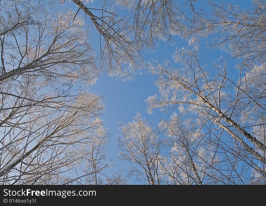 The branches of a tree covered with snow. The branches of a tree covered with snow