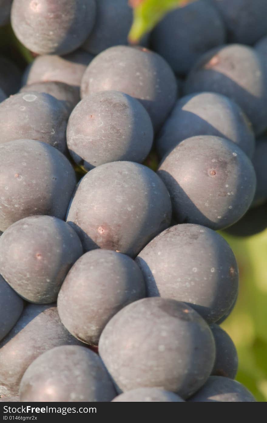 Grapes