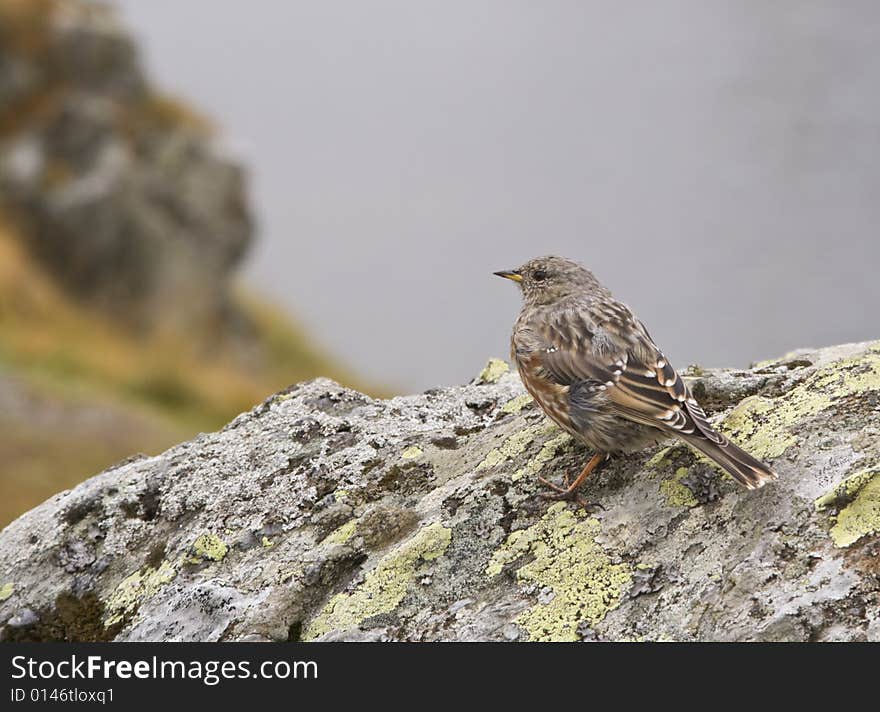 Sparrow on a rock