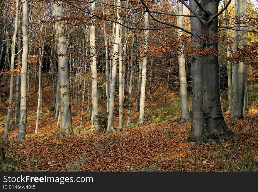 Sunny, autumn forest full of various colors