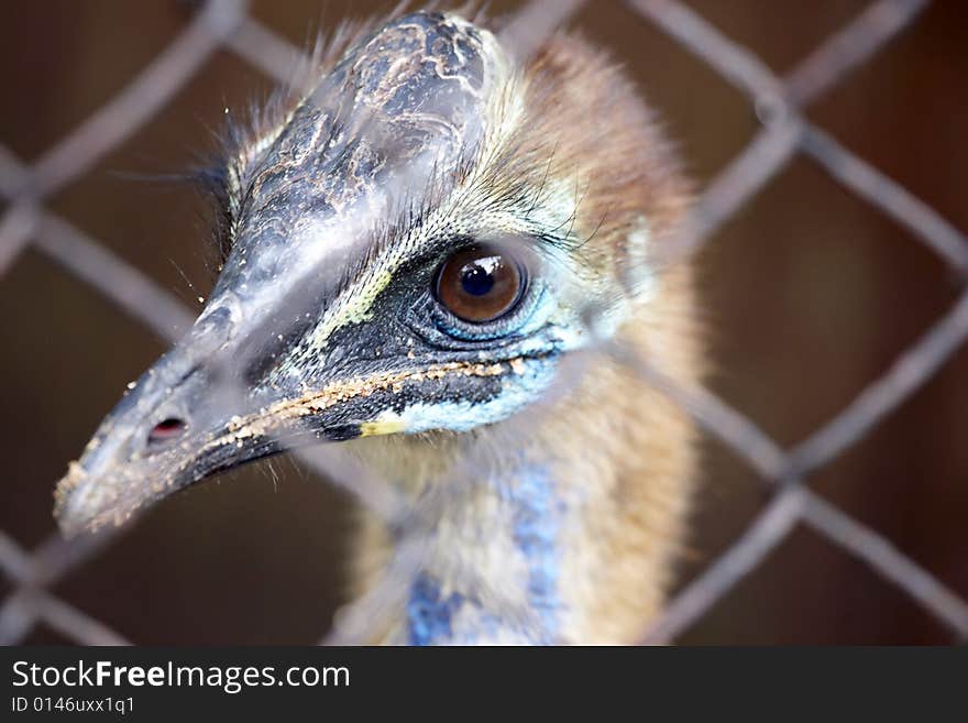 Portrait of the Ostrich in captivity