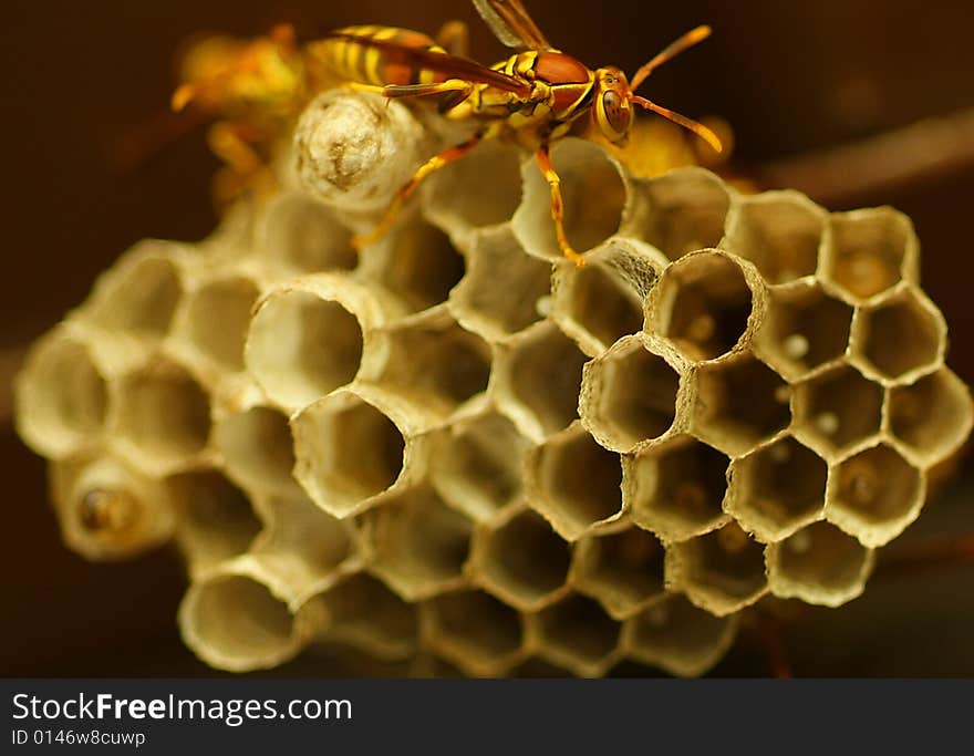 Wasps on a hive (honeycomb)