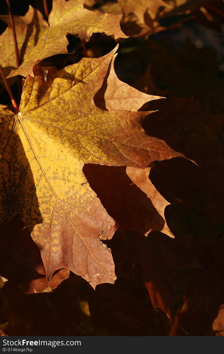 Autumn, maple leaves