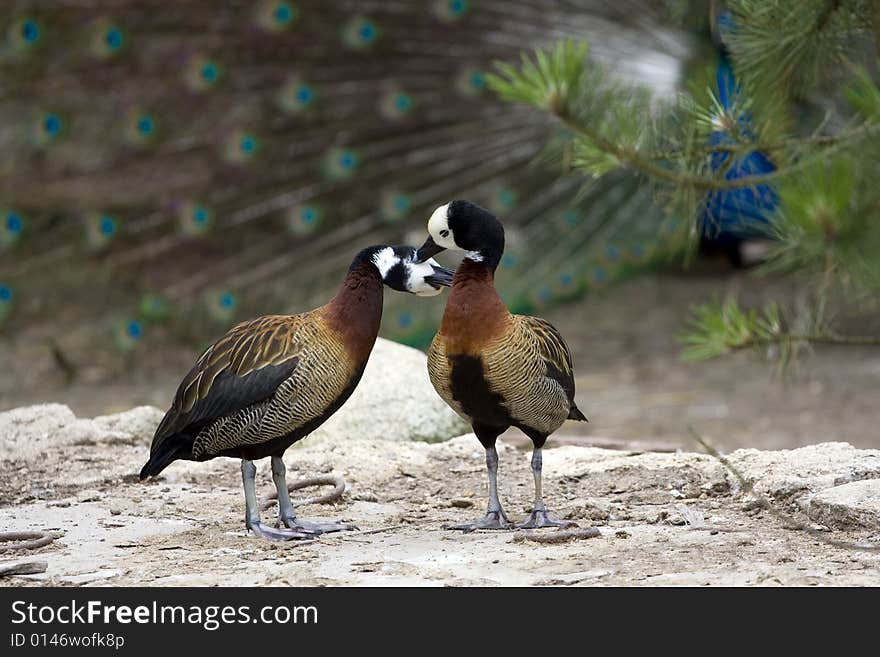 Ducks in love kissing each other, standing on the rock