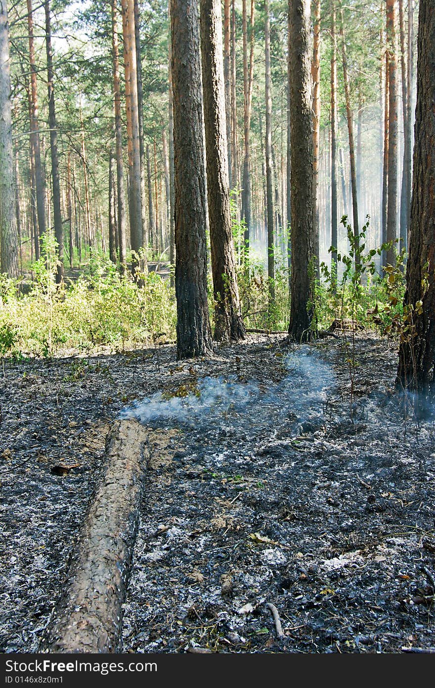 Fire in the pine tree forest. Fire in the pine tree forest