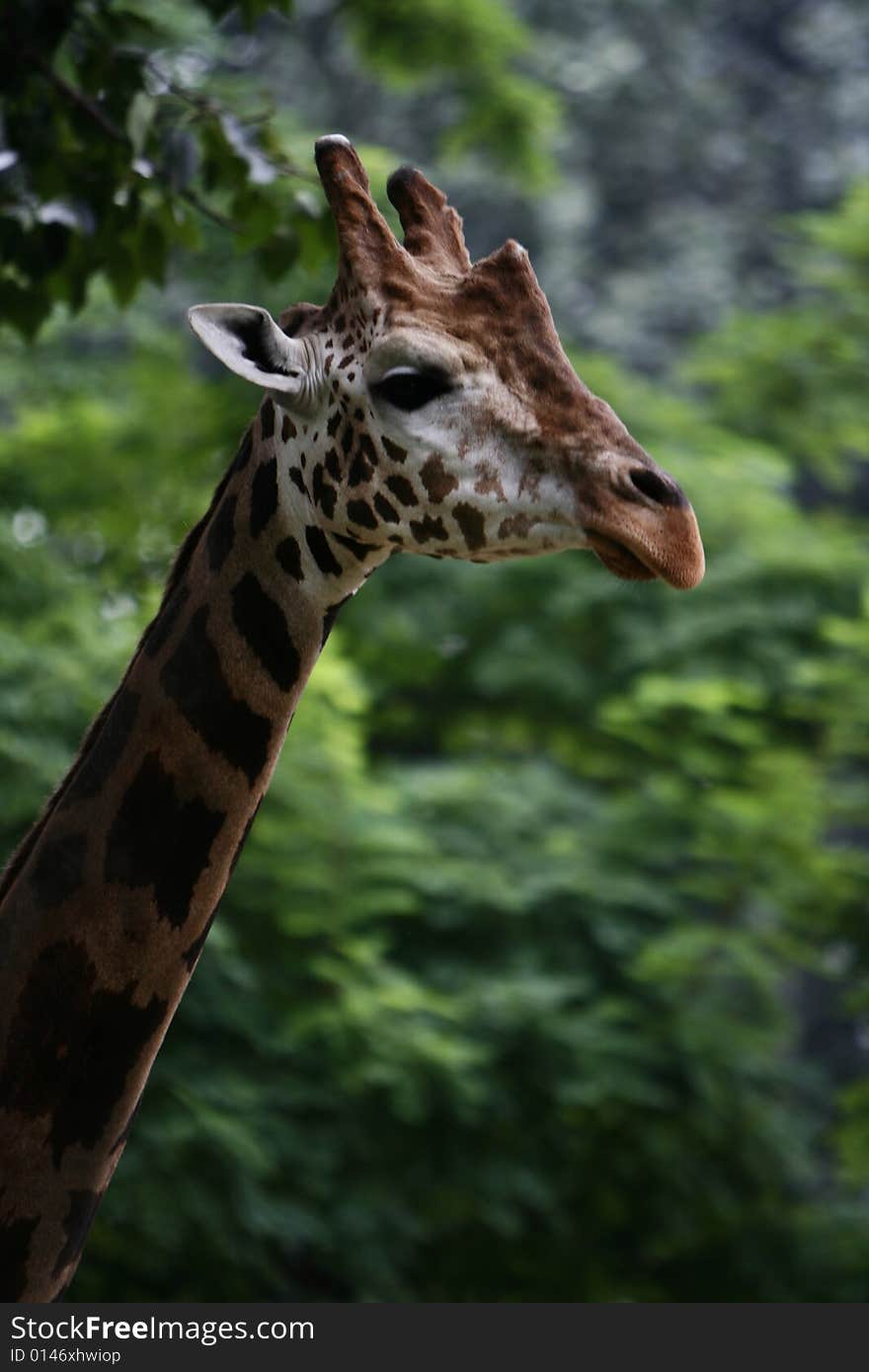 Giraffe in the zoo,long neck and curious face