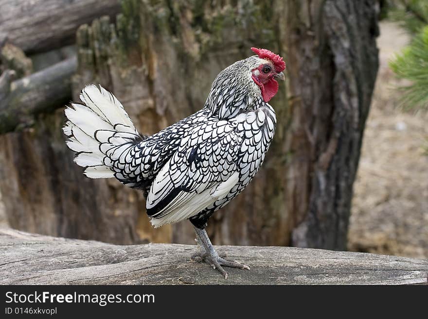 White, small, proud cock watching his territory. White, small, proud cock watching his territory