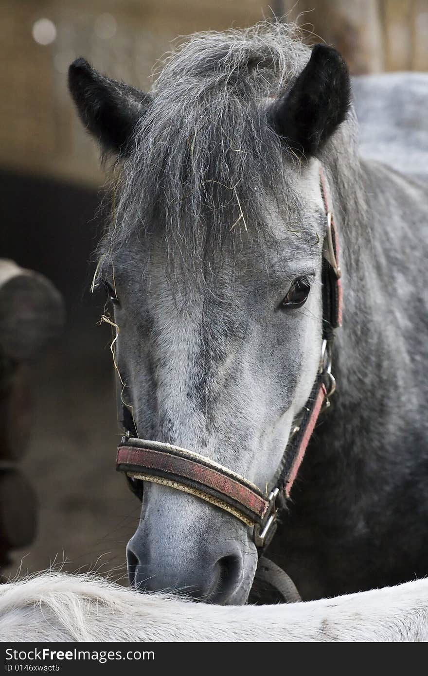 Portrait of grey horse staying in the corral. Portrait of grey horse staying in the corral