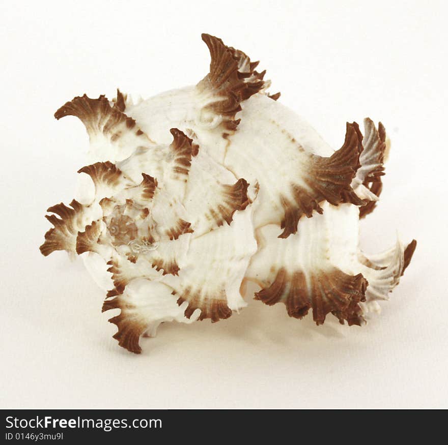 A white Murex shell with brown spines. A white Murex shell with brown spines