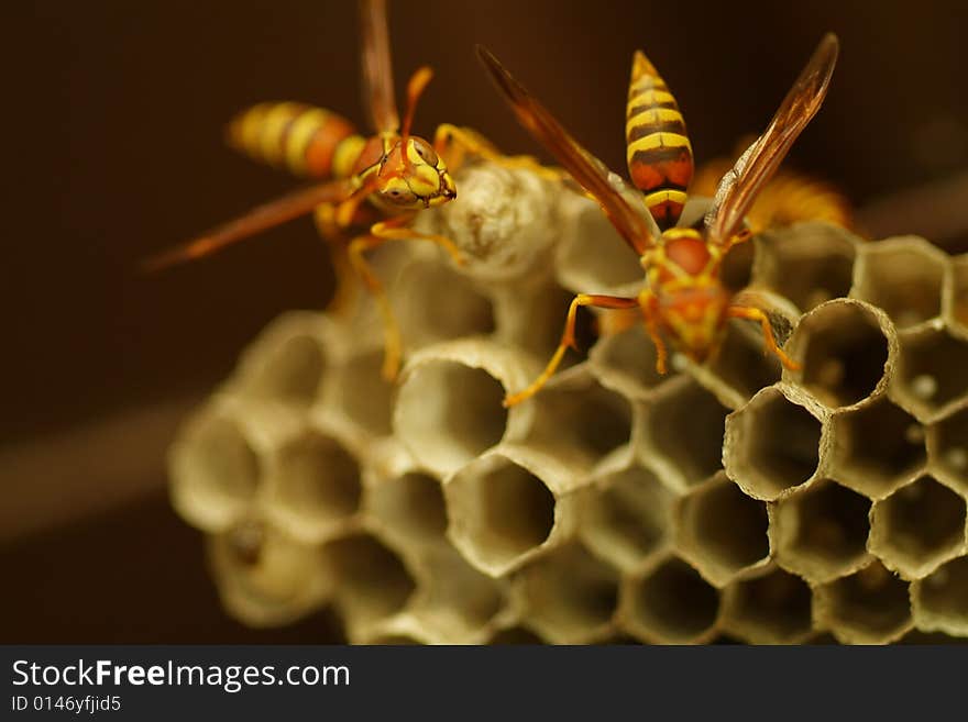 Wasps on a hive (honeycomb)